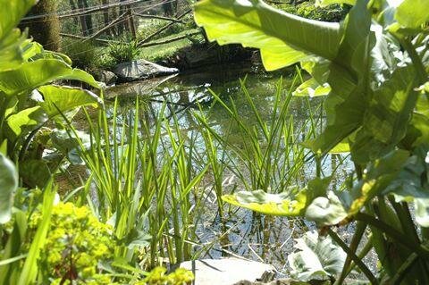 The Bog Pond